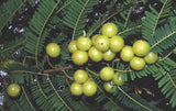 500 Phyllanthus emblica Seeds, . Indian Gooseberry Seeds. Amla Seeds