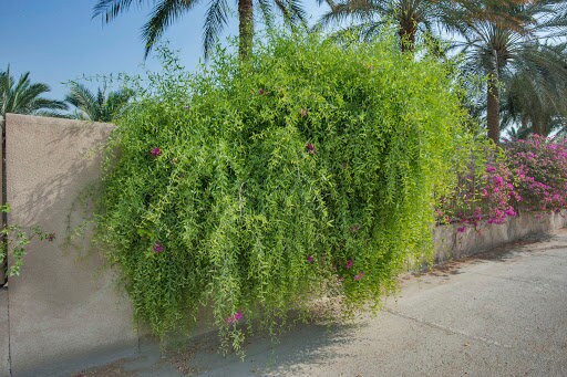 12 Sticks Set Sewak Miswak Organic Toothbrush Natural Oral Gum Care Teeth White - Foto 2