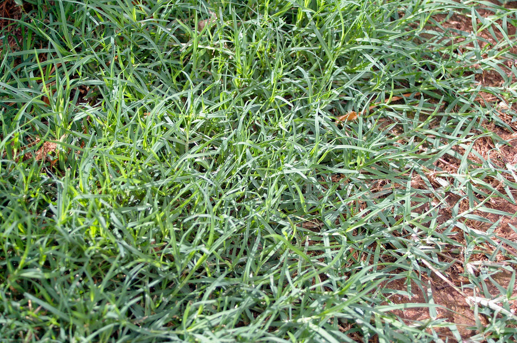 1  Lb Cynodon dactylon Grass Seeds, Bermuda grass, Dhoob, durva grass, ethana grass, dubo, dog's tooth grass, Bahama grass, devil's grass,