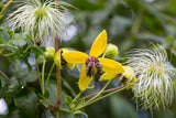 50 Clematis tangutica, Golden clematis Seeds ,  Virgin  Bower  vine  seeds