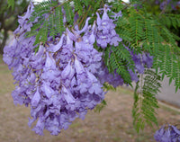 1000 Jacaranda mimosifolia Seeds,  Blue Jacaranda Seeds, Blue Flamboyant   Seeds