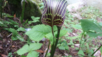 25 Arisaema propinquum Seeds,  wallichs cobra lily Seeds, cobra lily plant  Seeds.