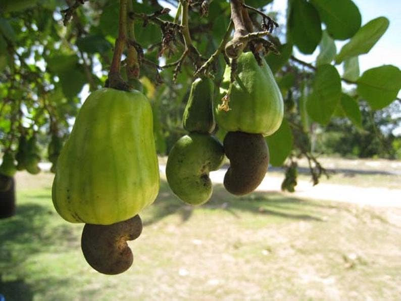 20  Anacardium Occidentale Seeds , Cashew Nut Fruit Seeds