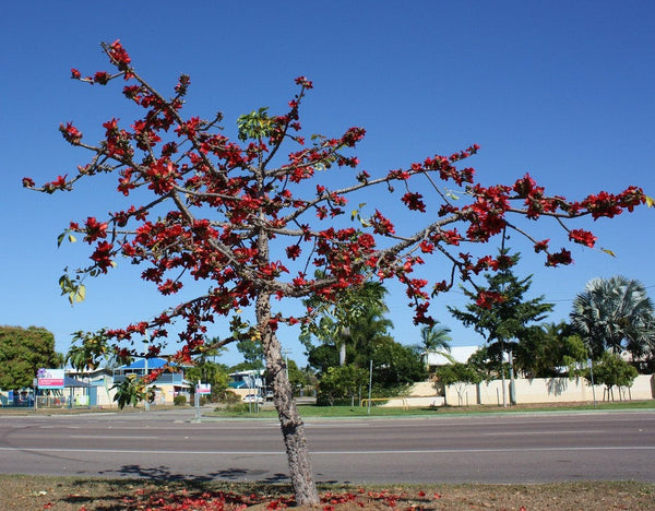 300  Bombax Ceiba Seeds, Kopak tree  Seeds