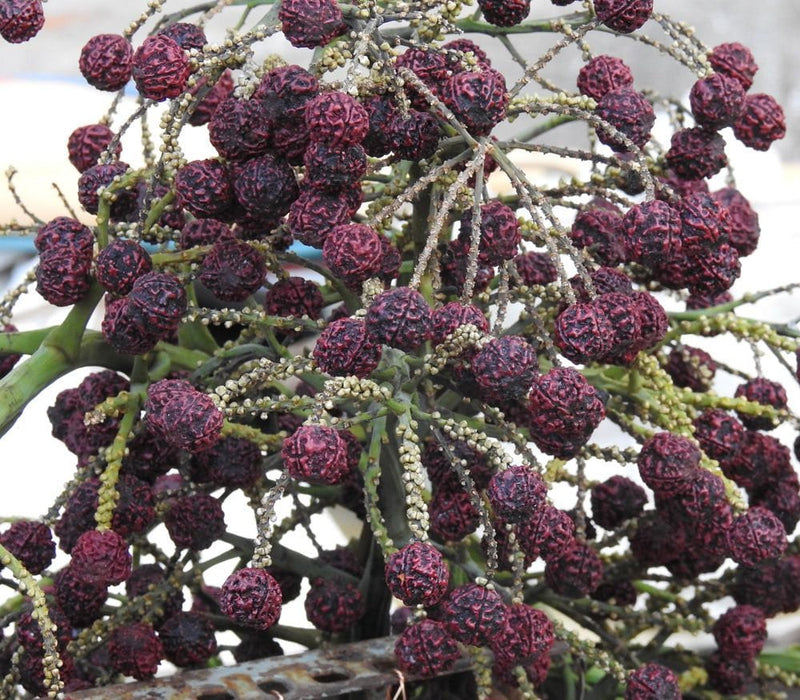 15   Elaeocarpus ganitrus  Seeds, Rudraksha Tree Seeds,  Rudraksha Seeds  For  Germintaion