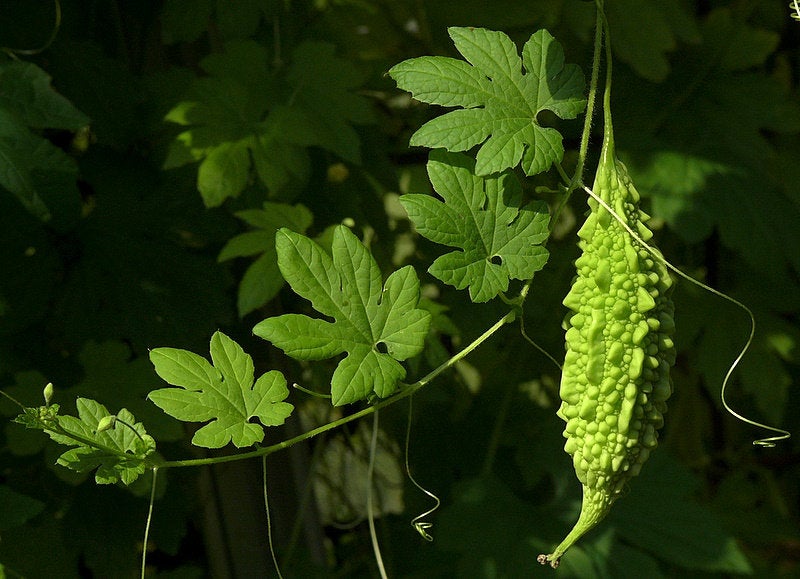 Amazon.com: Crysalis Bitter Gourd (Momordica Chara) Oil