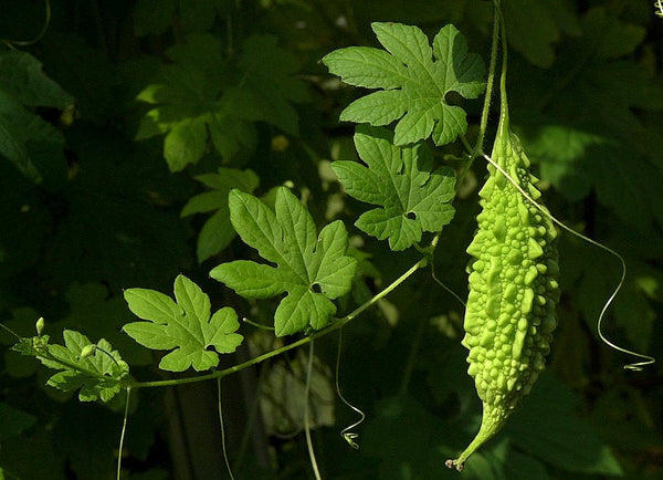 200 Momordica charantia Seeds, Balsam apple. Bitter melon,Bitter gourd, Bitter squash