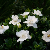 300 Gardenia jasminoides Seeds  , Cape jasmine Seeds, Common gardenia Seeds