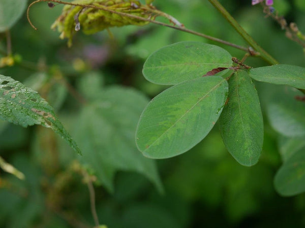 200  Uraria hamosa Seeds, Desmodium rufescens, Uraria paniculata,Hooked Uraria Seeds, Doodia hamosa, Rufous Uraria