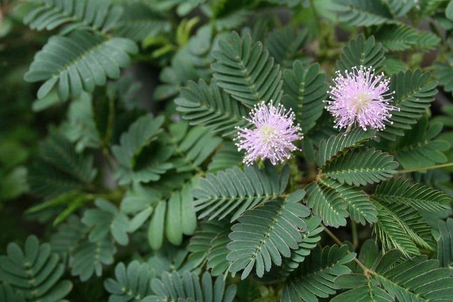 1000 Mimosa Pudica Seeds, ,Sensitive plant Seeds. Touch Me Not .bashful or shrinking Plant