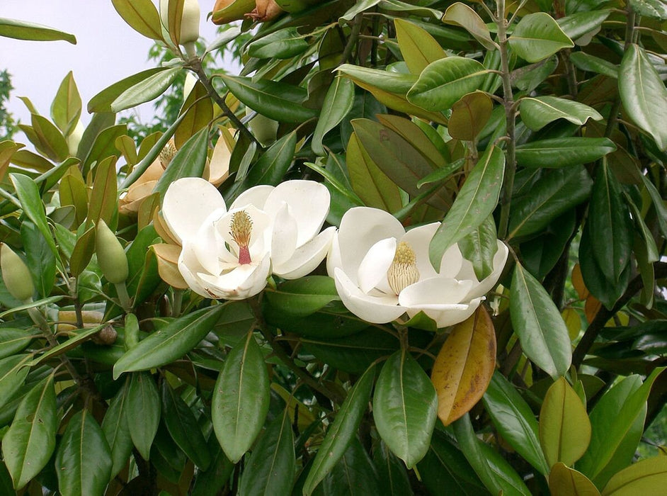 100 Magnolia grandiflora Seeds, southern magnolia Seeds,  bull bay Seeds