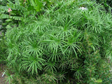 500 Cyperus alternifolius Seeds, Umbrella Plant Seeds