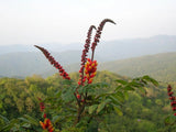 20 Moullava spicata seeds, Candy Corn Plant, Wagatea spicata, Caesalpinia spicata Seeds