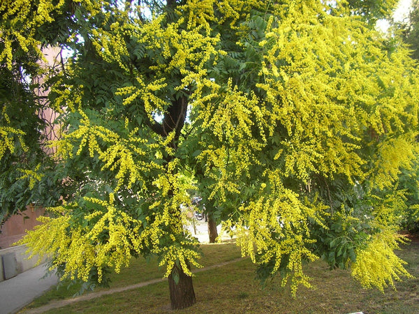 200 Koelreuteria paniculata Seeds , Golden rain tree Seeds, Pride of India, China tree,Varnish tree Seeds