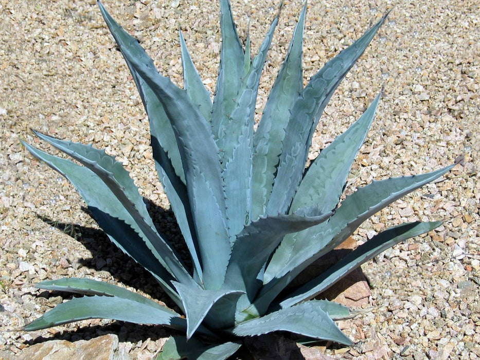 200 Agave americana  Seeds. sentry plant, century plant, maguey or American aloe,