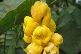 300 Candlebush Tree Seeds, Cassia Alata  tree Seeds