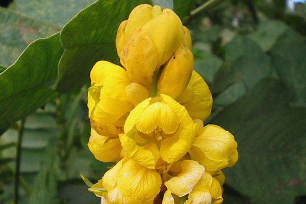 300 Candlebush Tree Seeds, Cassia Alata  tree Seeds