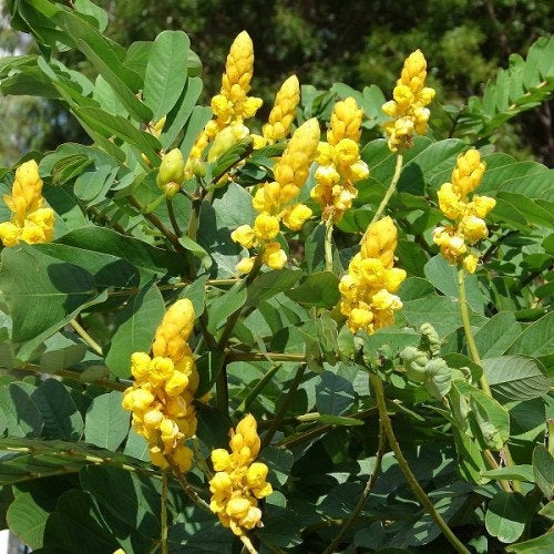 200 Cassia angustifolia  Seeds ,Senna Seeds, Indian Senna, Tinnervelly Senna, Cassia Senna Seeds