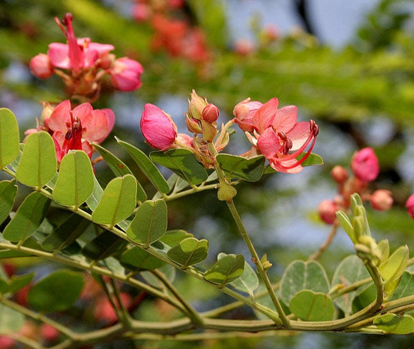 50 Cassia marginata. Seeds ,Ceylon Senna Seeds , Red Cassia Seeds