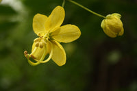 100 CASSIA fistula Seeds  , golden shower, Indian laburnum, pudding pipe tree, purging cassia, purging fistula Seeds.