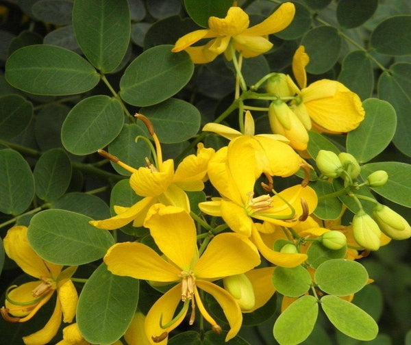 2000 Cassia Tora Seeds , Jumingzi Seeds,  Senna tora SEEDS,  Stinking Cassia, Chinese senna, foetid cassia, Java bean