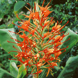 1  Hedychium aurantiacum Rhizome ,  Orange Ginger lily Rhizome, Orange ginger Rhizome