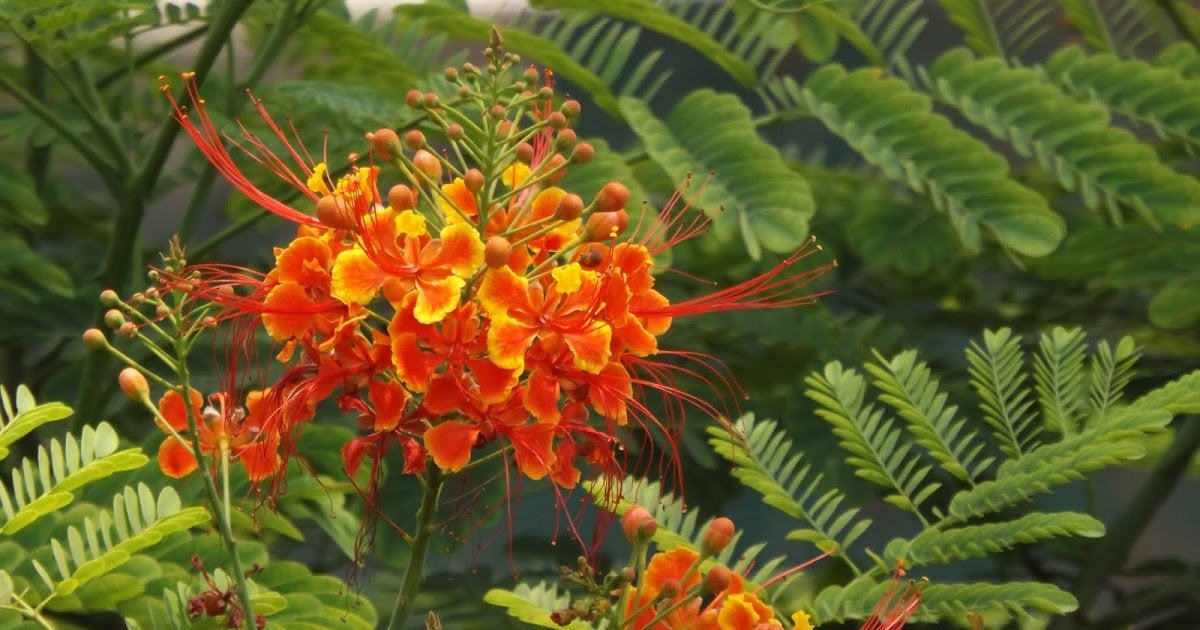 100 Pride of Barbados Seeds,  Caesalpinia pulcherrima Seeds, Peacock Flower Tree, Pride of Barbados, Dwarf poinciana Tree  Seeds