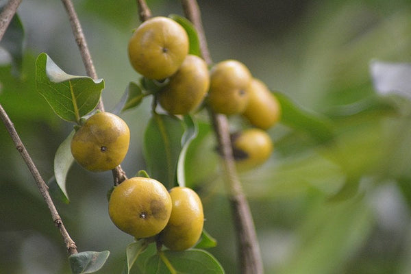 50 Diospyros montana Seeds, Mountain Persimmon Seeds