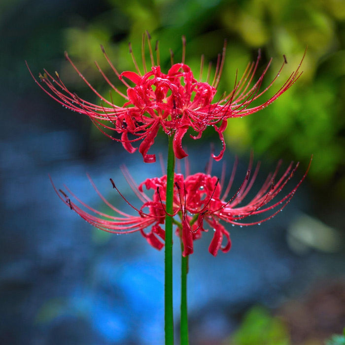 2  Lycoris radiata  Bulbs,Red spider lily,Red magic lily,Equinox flower Bulbs, Hell  Flower  Bulbs