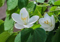 50 Bauhinia racemosa Seeds, White Bauhinia Seeds, Dwarf White Orchid Tree, White Bauhinia, Kaa-long, Snowy Orchid Tree  Seeds