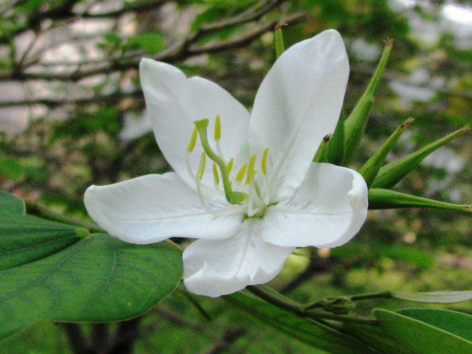 50 Bauhinia acuminata Seeds, White Bauhinia Seeds, Dwarf White Orchid Tree, White Bauhinia,  Snowy Orchid Tree  Seeds