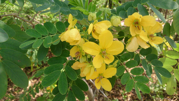 200 Cassia Glauca Seeds, Senna surattensis, Scrambled Egg Bush Seeds, Cassia surattensis, Senna surattensis Seeds