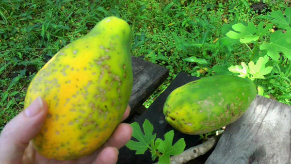 1000 Papaya Fruit Seeds ,CARICA papaya  Seeds,