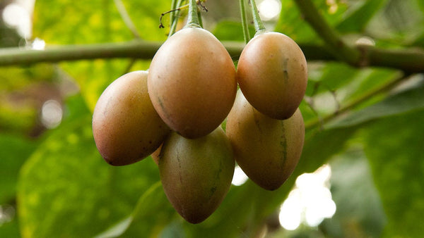 100 Cyphomandra betacea Seeds ,Solanum betaceum Seeds, Tree tomato Seeds, Tomate de árb Seeds