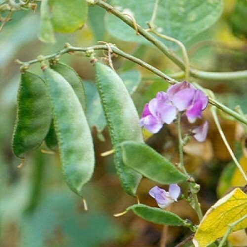 100 Dolichos lablab Seeds ,Hyacinth bean Seeds, Egyptian bean Seeds