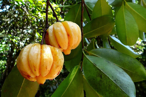 50 Garcinia gummi gutta Seeds, garcinia cambogia Seeds, Malabar tamarind Seeds