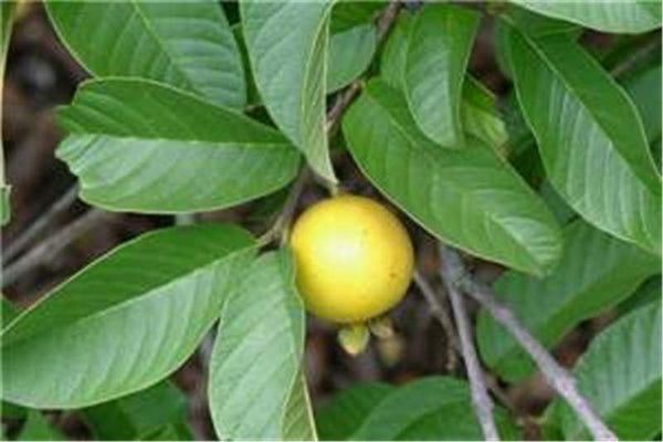 1000 Psidium guajava Seeds, Guava Fruit Seeds, common guava Seeds , Guayaba , Goiaba Seeds.