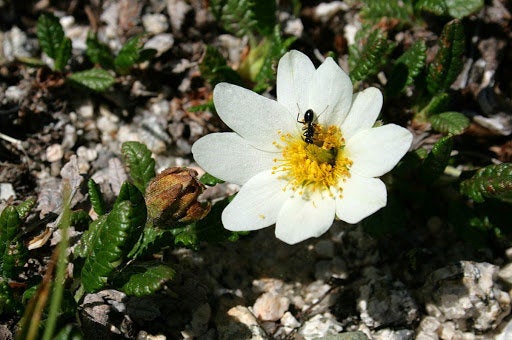 20 Dryas oxyodonta Seeds, alpine Plant Seeds