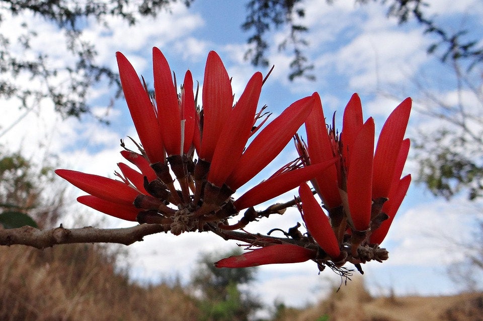 25 Erythrina indica, Coral Tree Seeds , Sunshine Tree Seeds