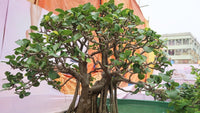 500 Ficus Infectoria Seeds, , Pilkhan tree Seeds,White Fig tree Seeds, Exotic Bonsai Seeds