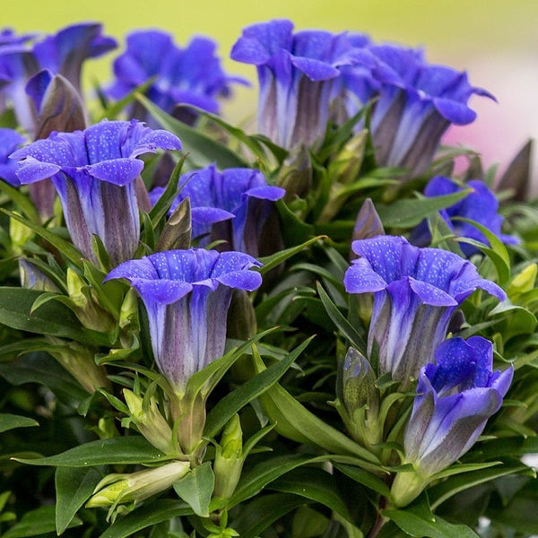 25 Gentiana pyramidalis Seeds, Gentianella amarella Seeds