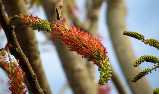 200 Acrocarpus fraxinifolius Seeds. Pink Cedar Seeds. Mundani Seeds. Australian ash tree  Seeds , Indian ash, pink cedar, shingle tree Seeds