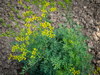 500 Ruta Graveolens Seeds, common rue  Seeds, herb of grace Seeds