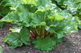 300 Rheum emodi Seeds, Rheum australe Seeds,Himalayan Rhubarb Seeds, Red veined Pie Plant Seeds