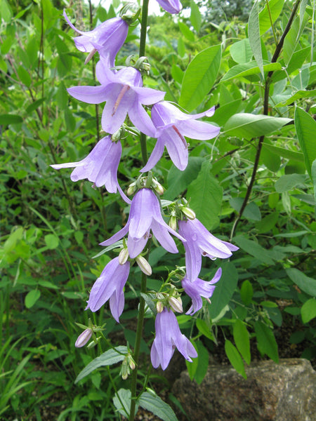 20 Adenophora pereskiifolia Seeds, lady bells Seeds, ladybells Plant  Seeds