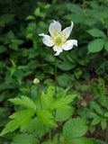 20 Tall Anemone  Seeds, Anemone virginiana Seeds