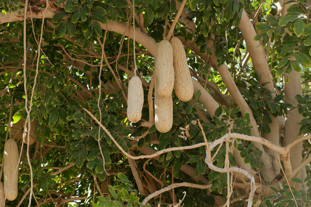 100 Kigelia pinnata Seeds , Sausage tree Seeds,  African sausage tree Seeds, African sausage tree