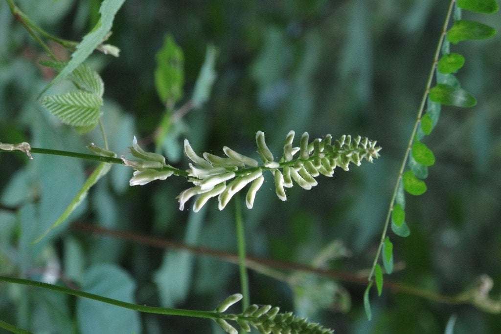 10 Astragalus canadensis  Seeds, Canadian milkvetch Seeds