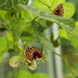 10 Aristolochia fimbriata  Seeds, White Veined Hardy Dutchmans Pipe Seeds,