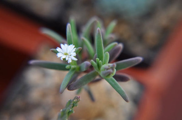 20 Delosperma napiforme Seeds , Mestoklema macrorrhizum Seeds